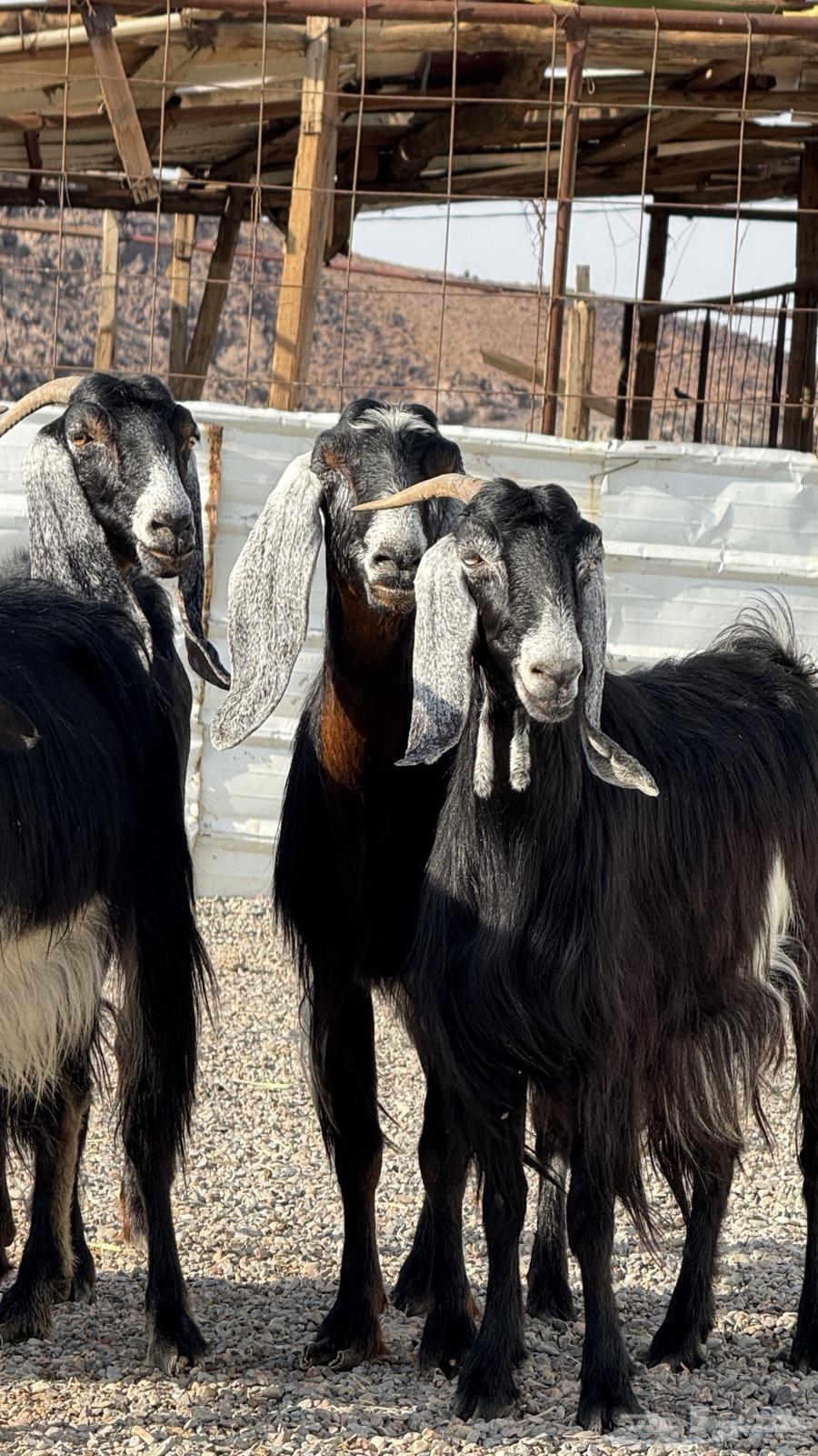 معزا عواض صنف64397214227971110