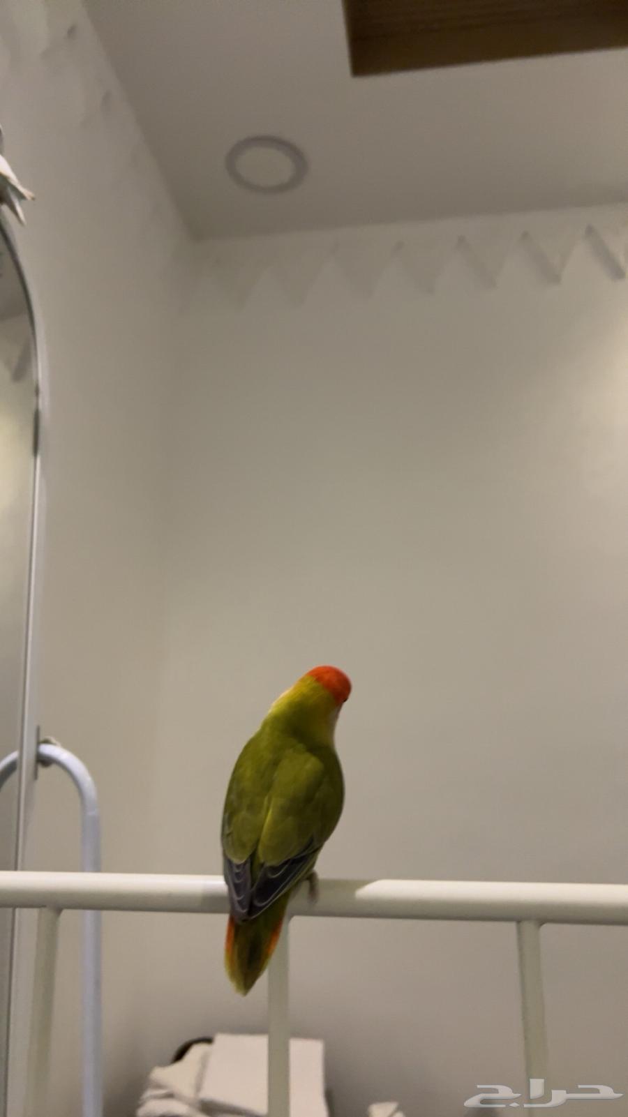 3 ببغاء روز64397687178755113