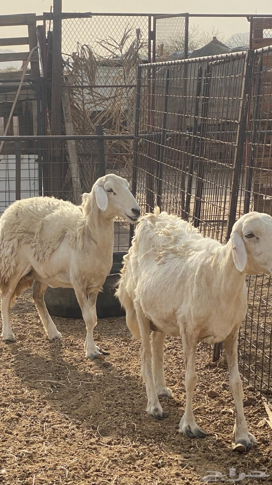 دفيع راسين ضان حريه64395282816129112