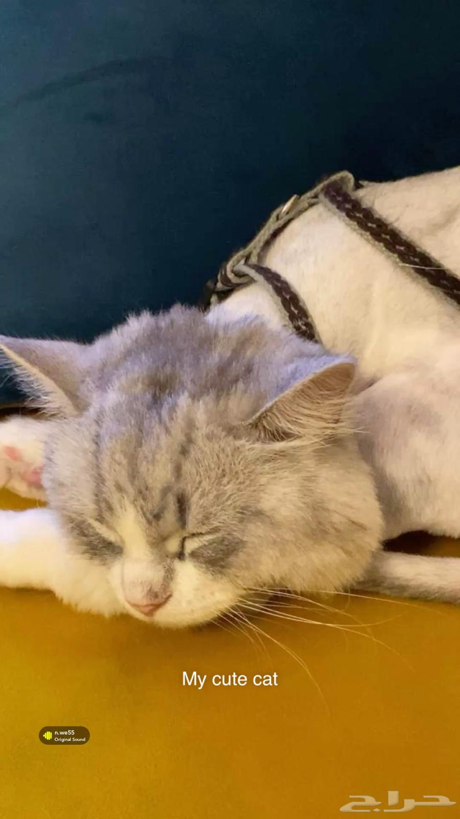 قط للبيع شيرازي64398658861186110