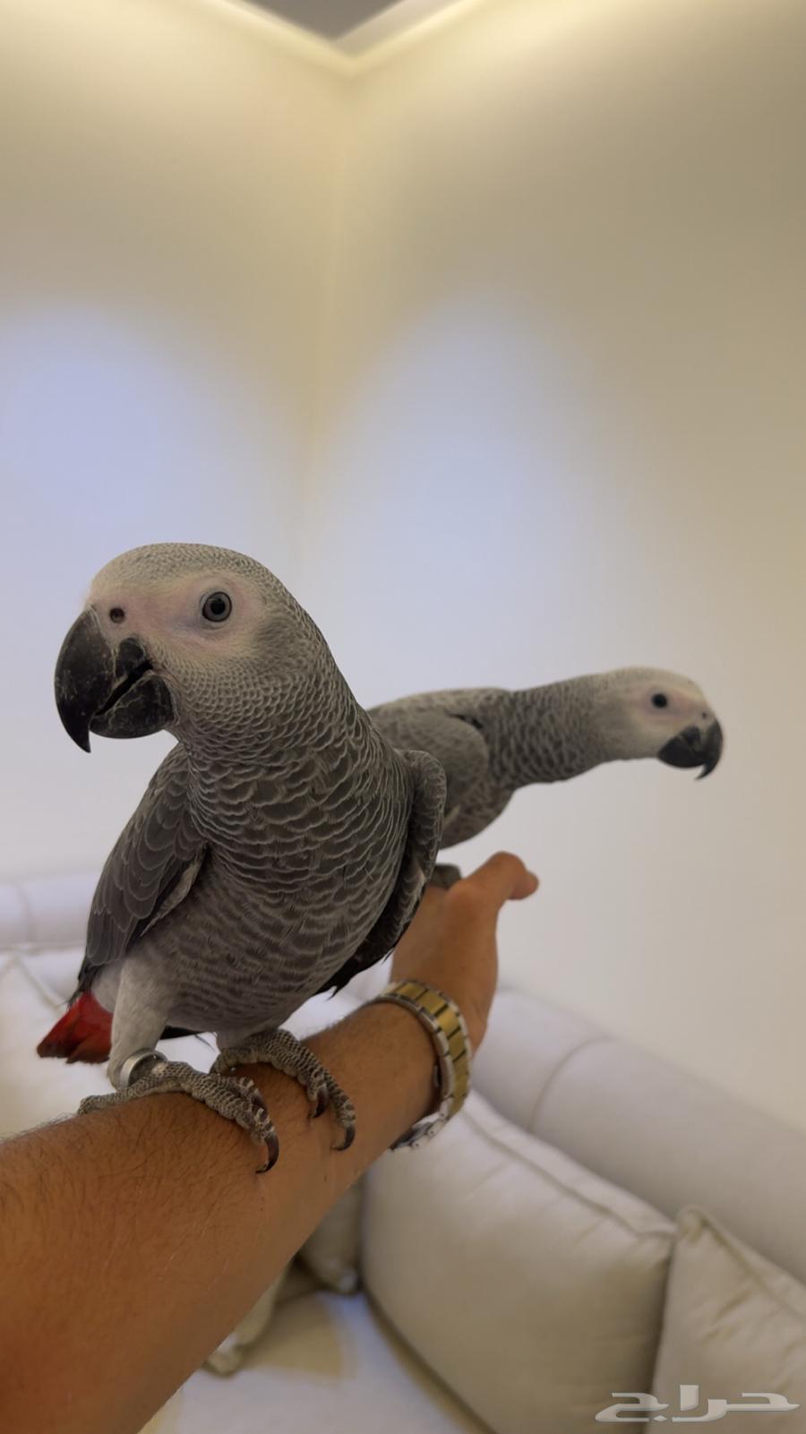 فروخ كاسكو قمه ف الولافه واحجام سوبر دبل جامبو64346547014529111