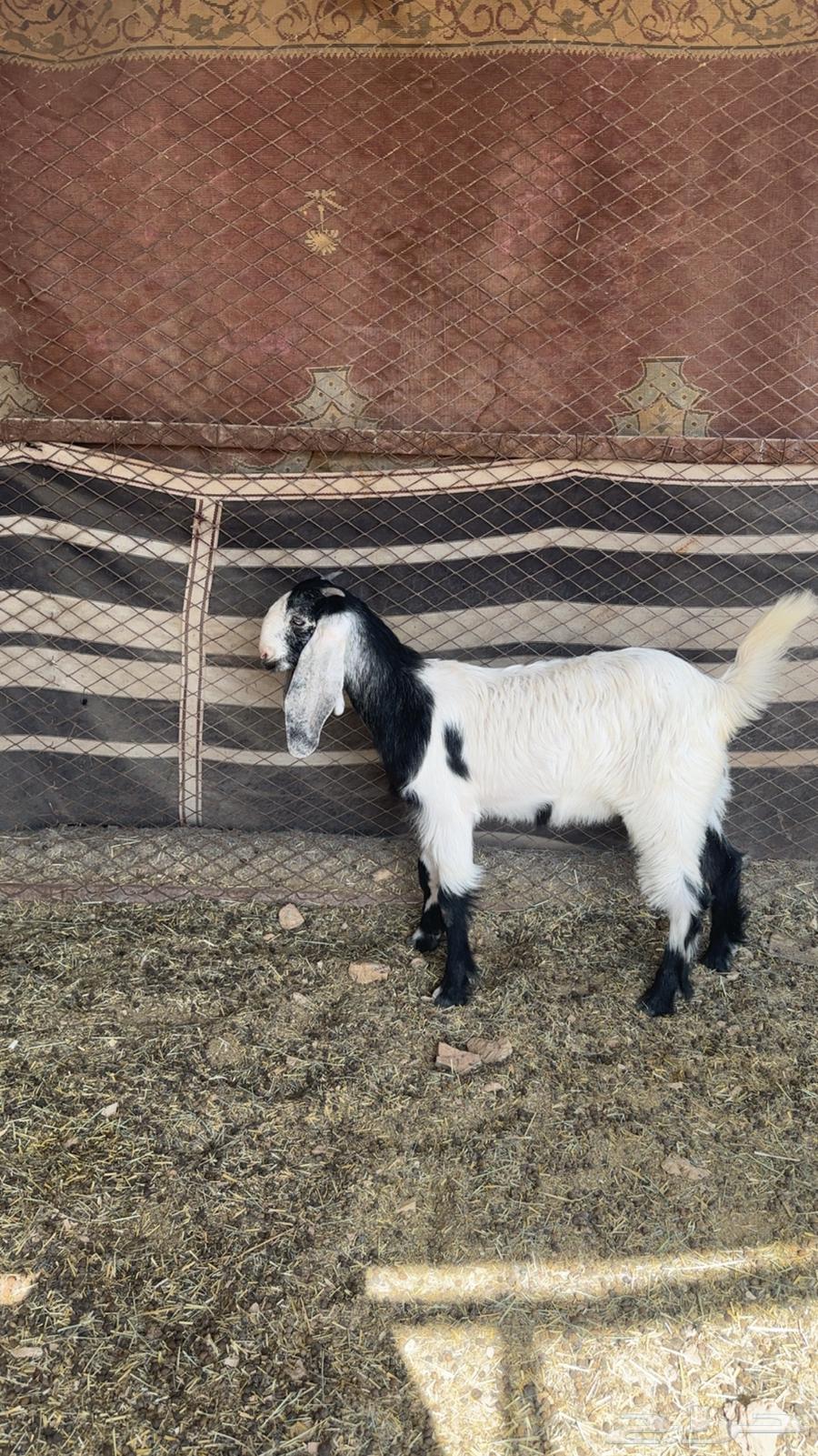 Shared well64398520759810111