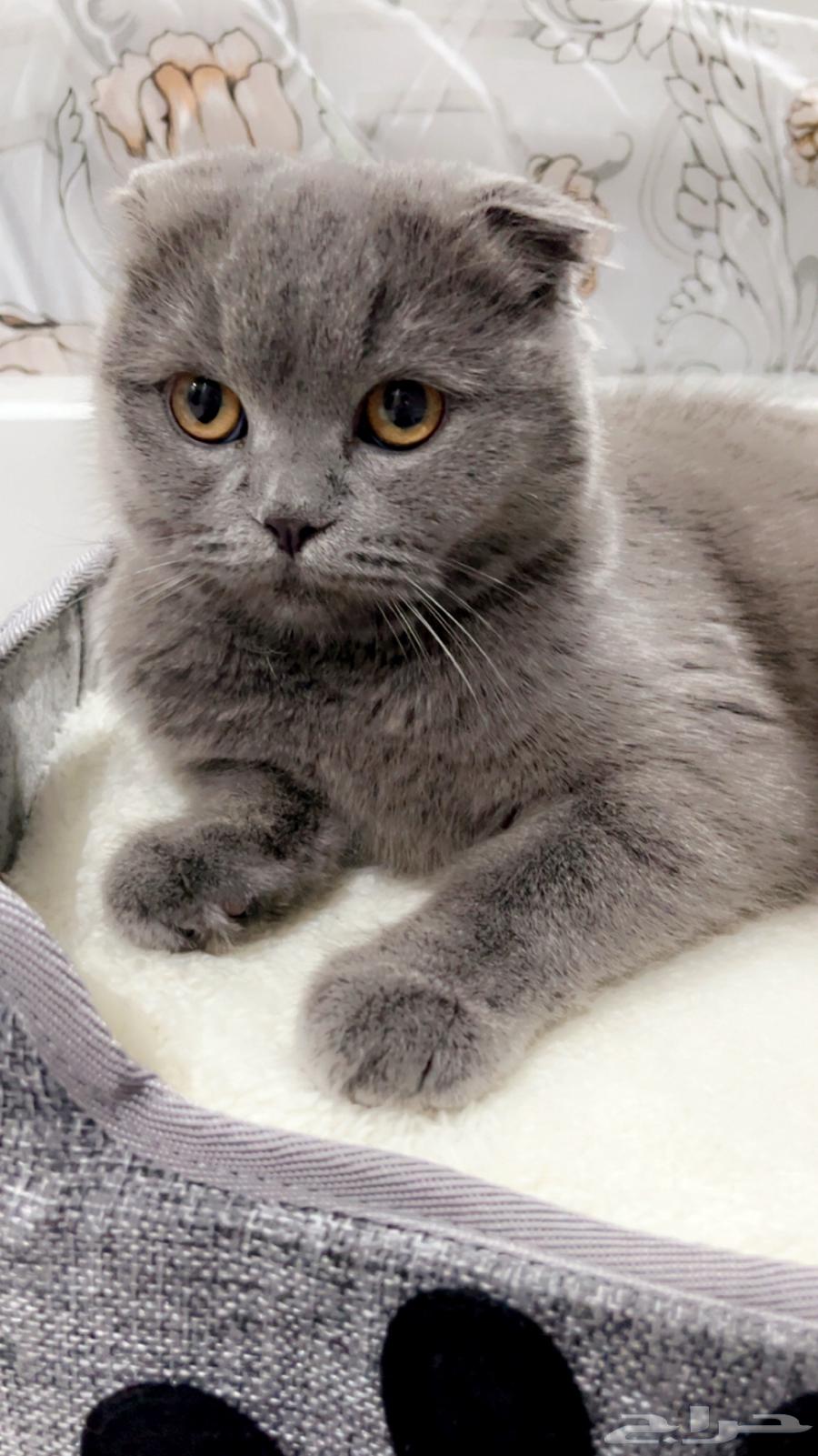 قطة للبيع64398828063491112