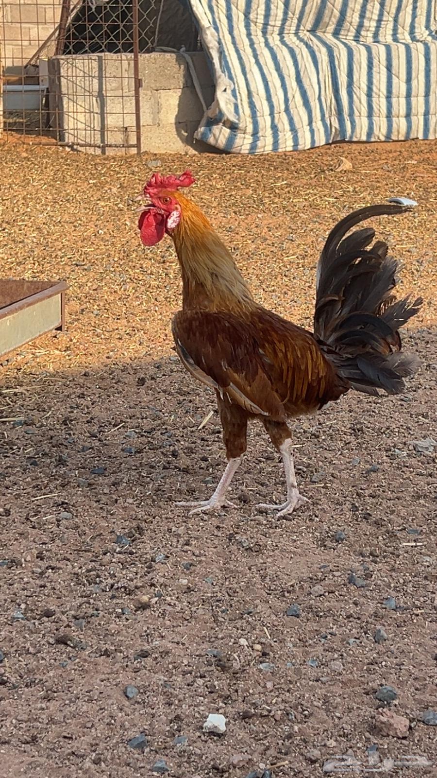 لللبيع ديك بلدي ابو التاج64400646955395112