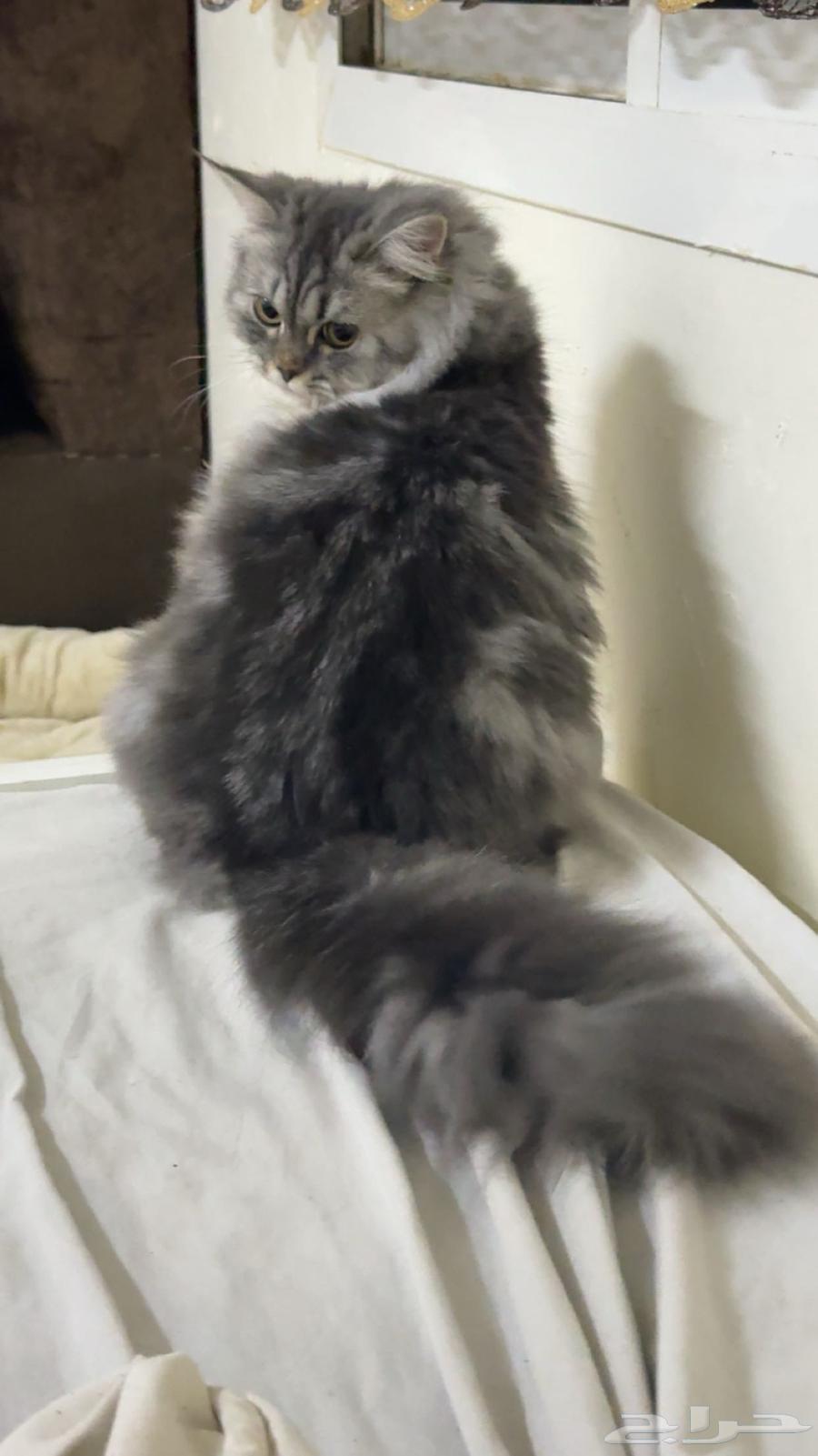 قطه للبيع64393721589249112