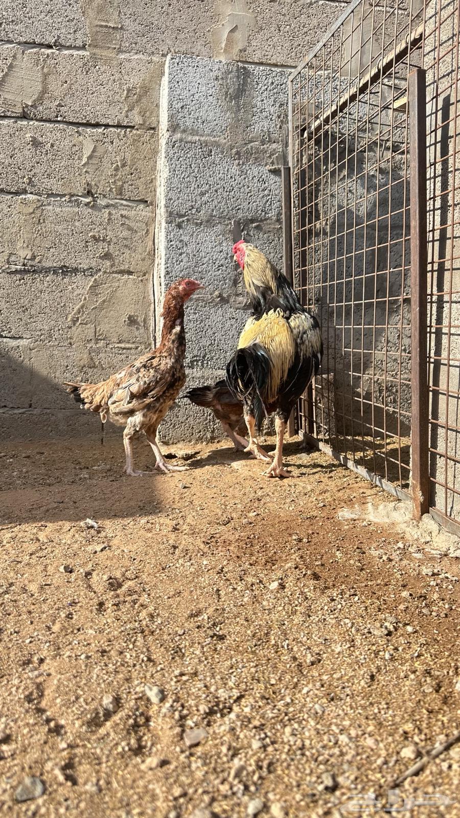 ديك بكستاني للبيع فقط الديك64401133316098111