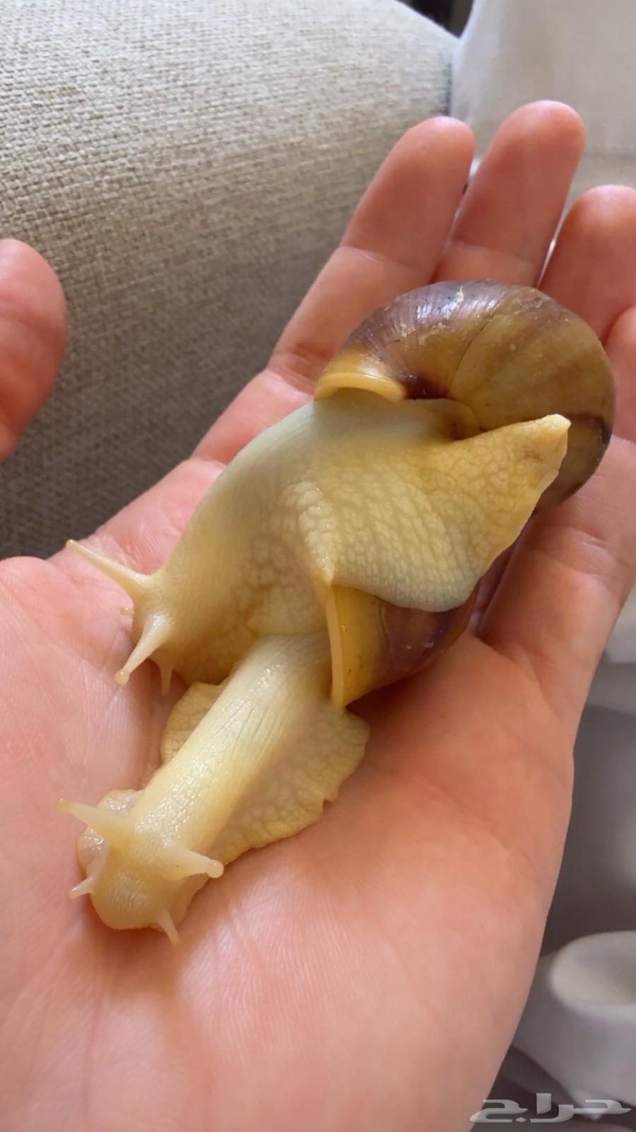 Snails with all their belongings for breeding64398019071490112