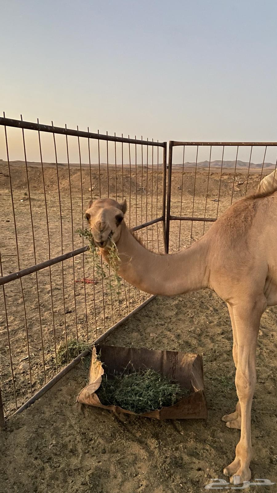 قعود للبيع64396421499011113