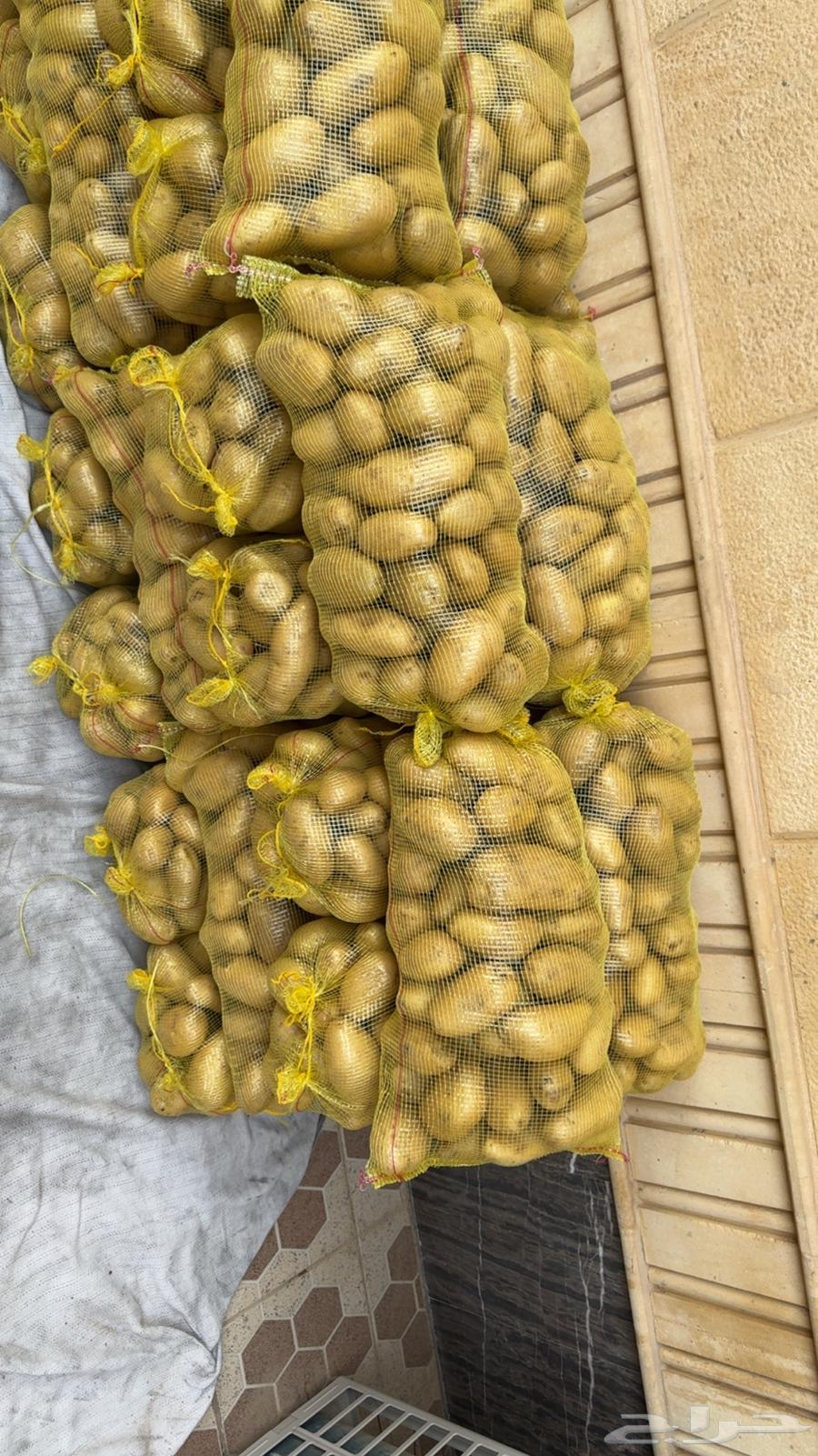 بطاطس كيس 10 كيلو عندي 350 كيس64401133357571111