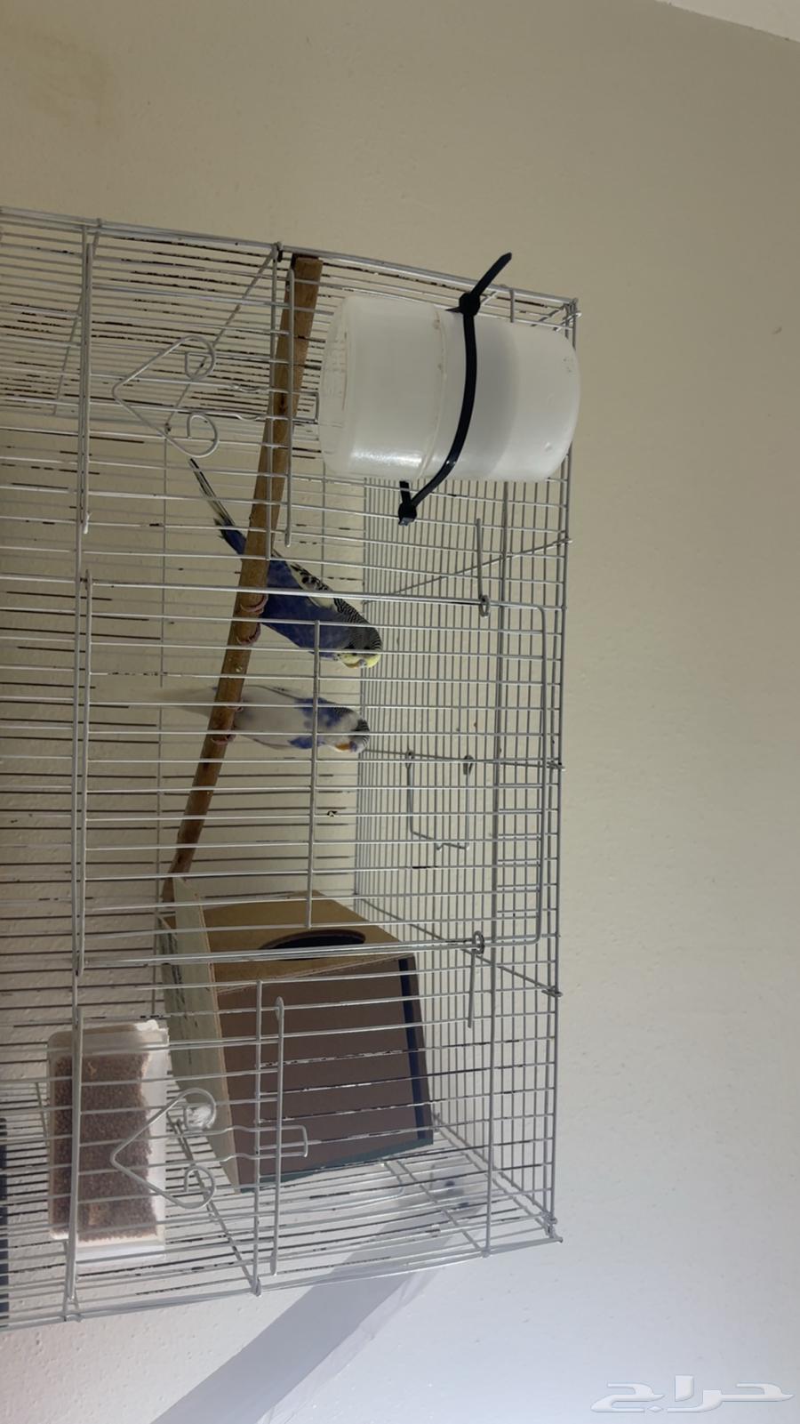 طيور حب باقل الاسعار64400259040769111