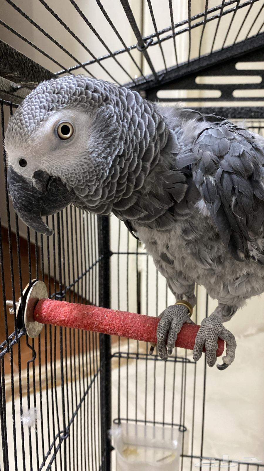 كاسكو اليف ذكر مع شهادة تحليل64401063556353112