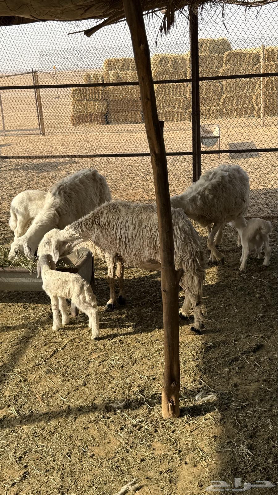 Three Matabi sheep64365732302850111