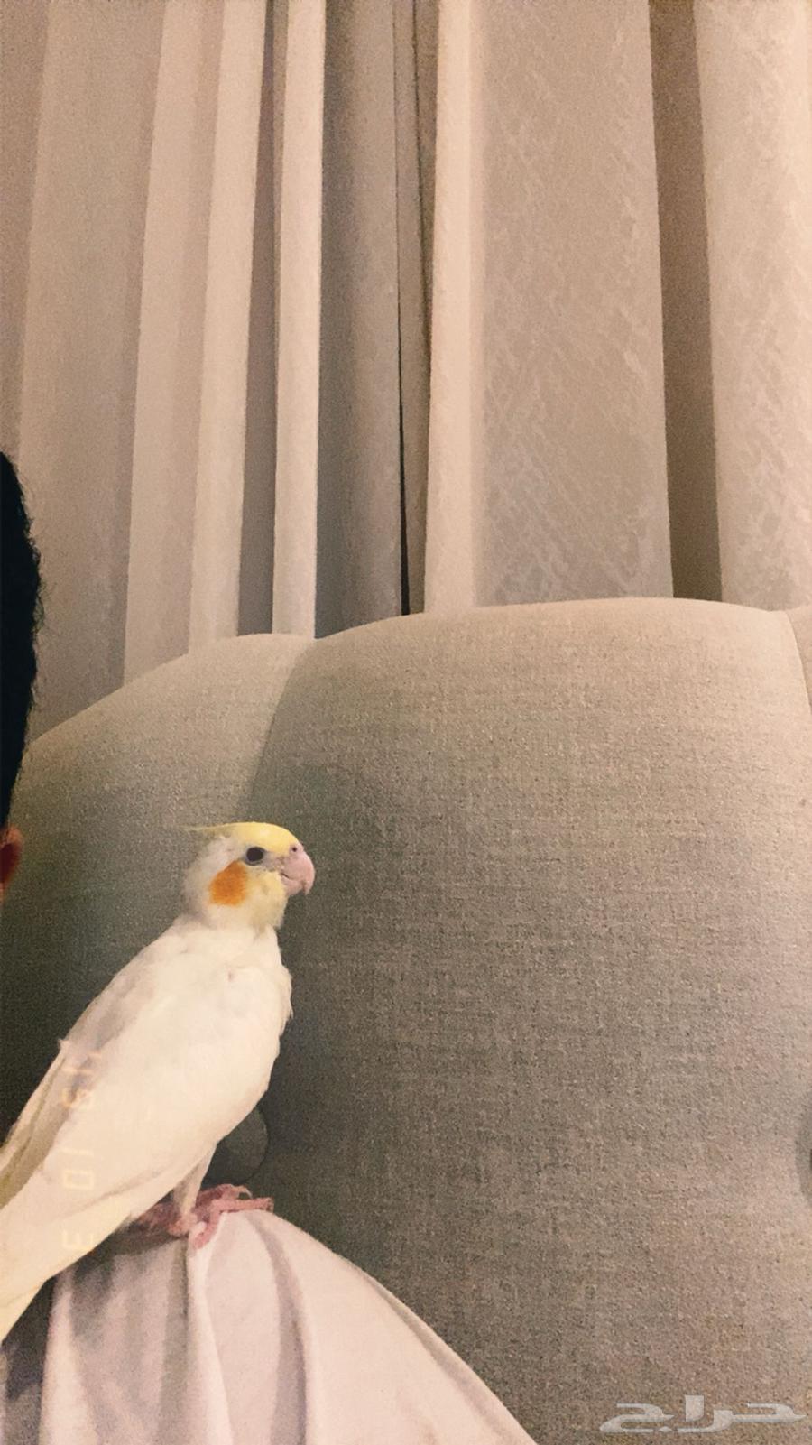 كروان هدد كوكتيل فرخ64397825108739110