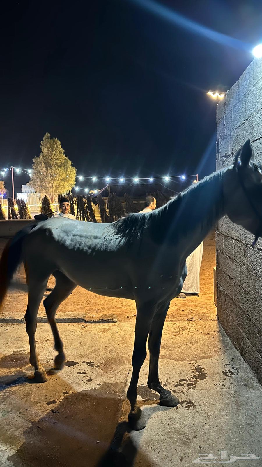 حصان للبيع64398172644610111