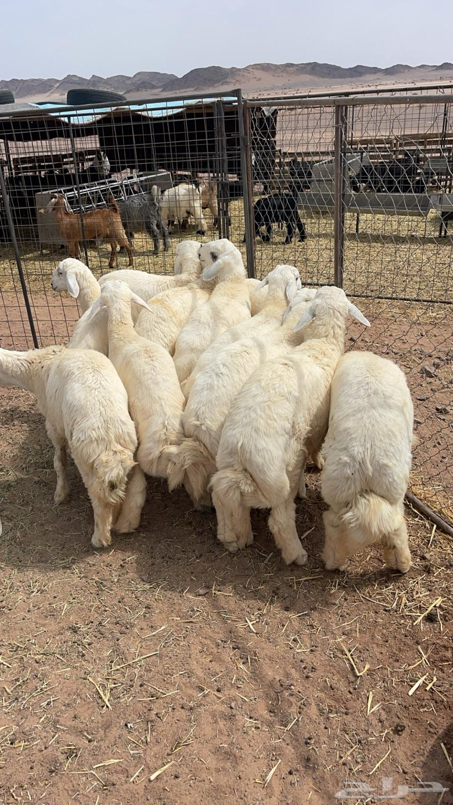 خرفان فاخره طيبه64397047543425110