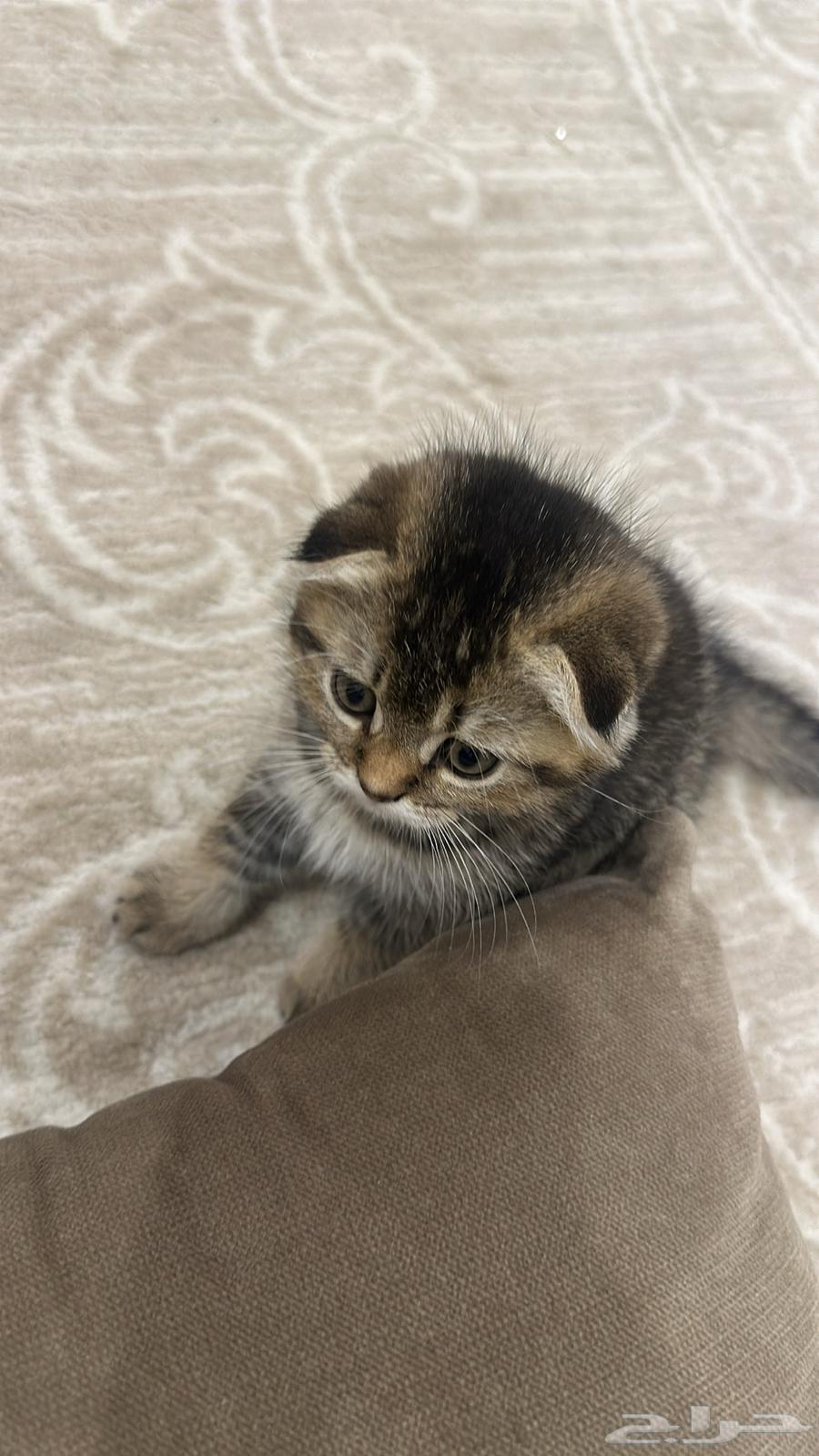 سكوتش للبيع قطط للبيع كيتن للبيع64396449815169112