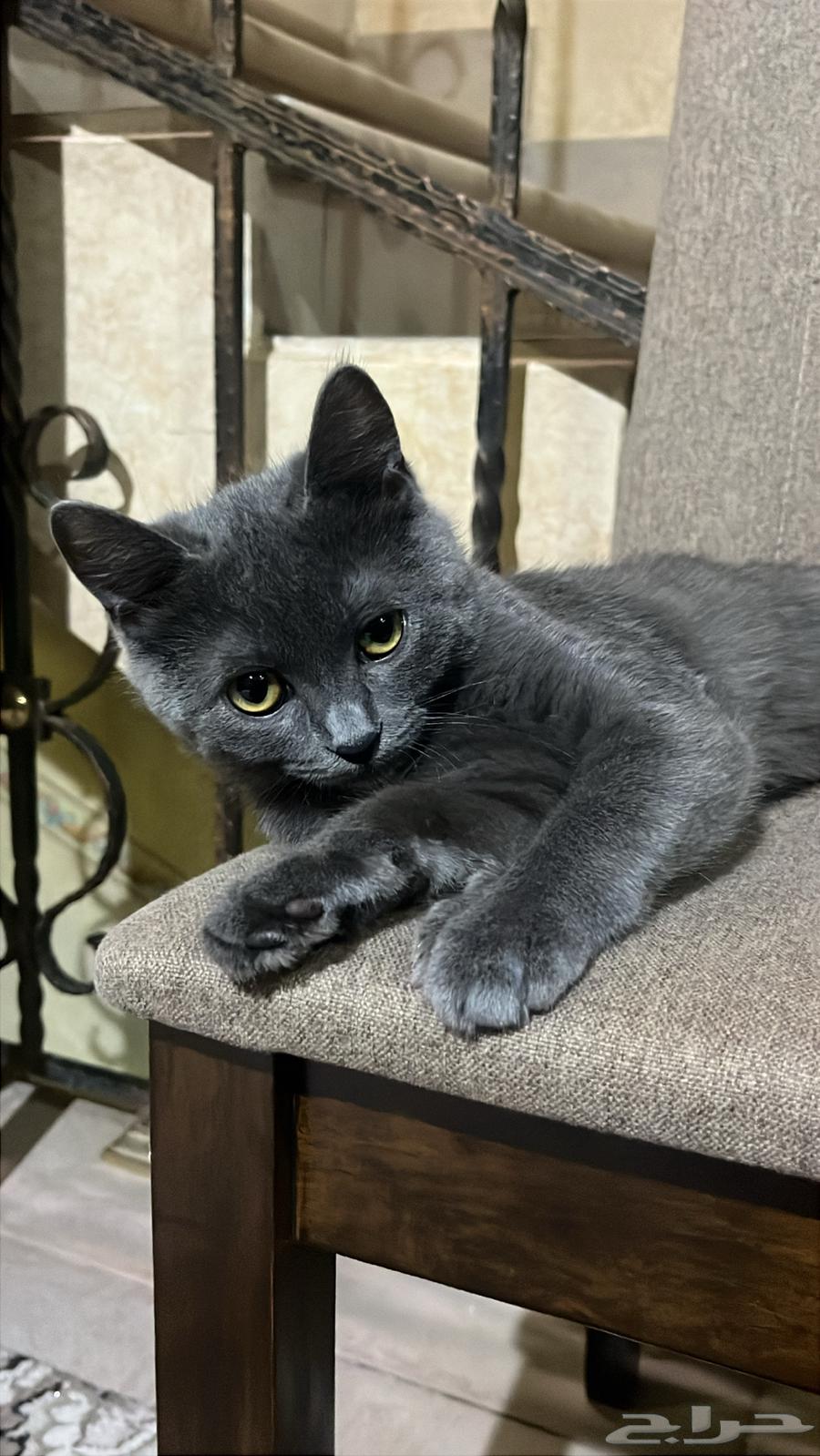 قطوه سكوتش بريتش64392484296321112