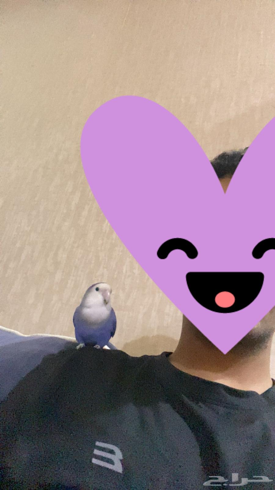 عصفور روز اليف64400549521666110