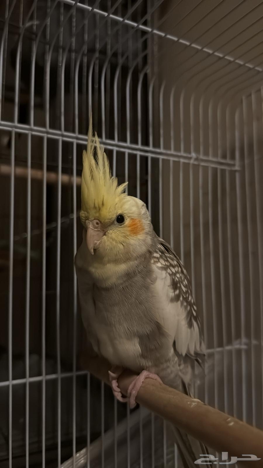 طير كروان او كوكتيل للبيع64395060877314112