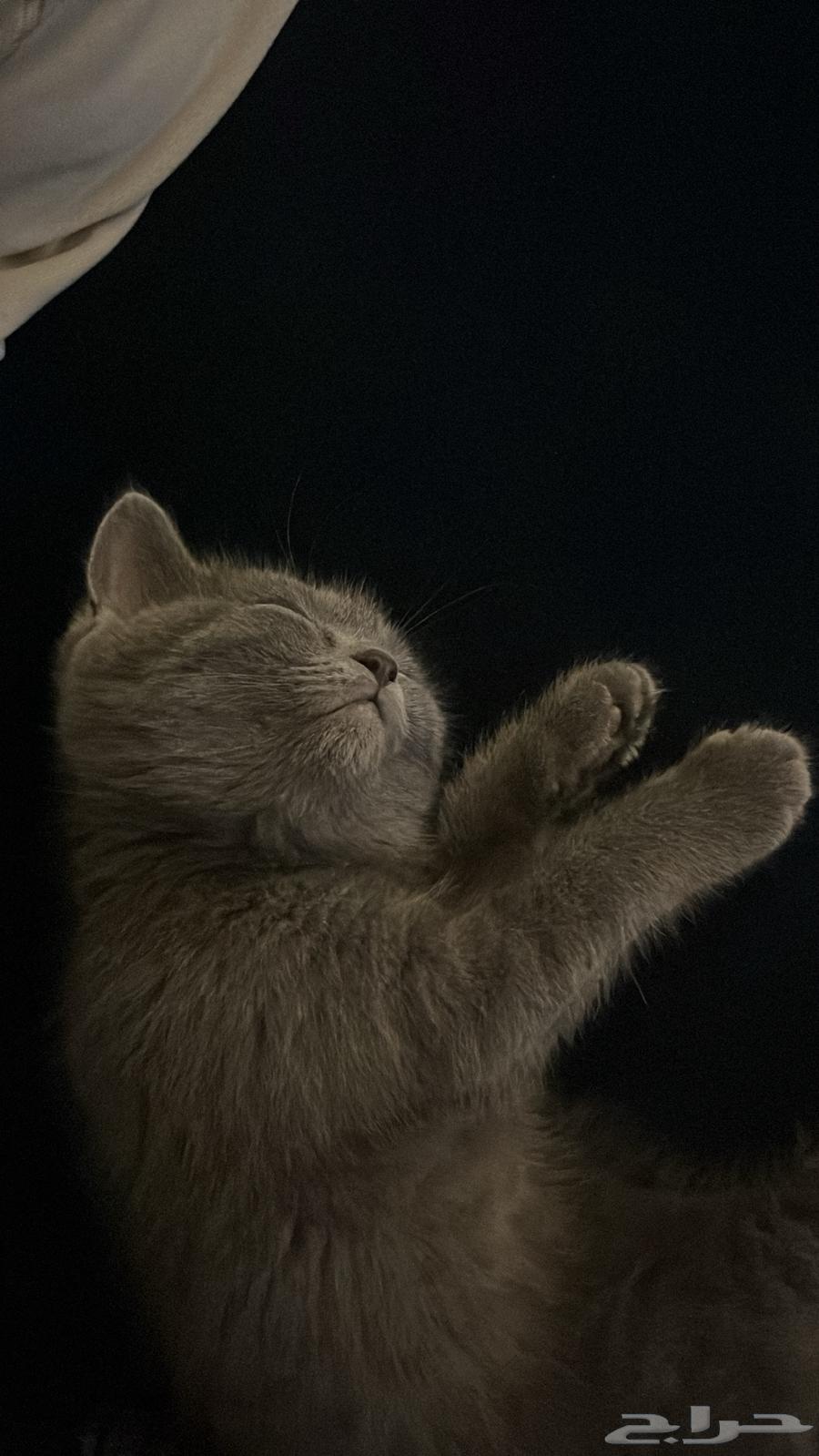 قطوه سكوتش بريتش64392484296321113