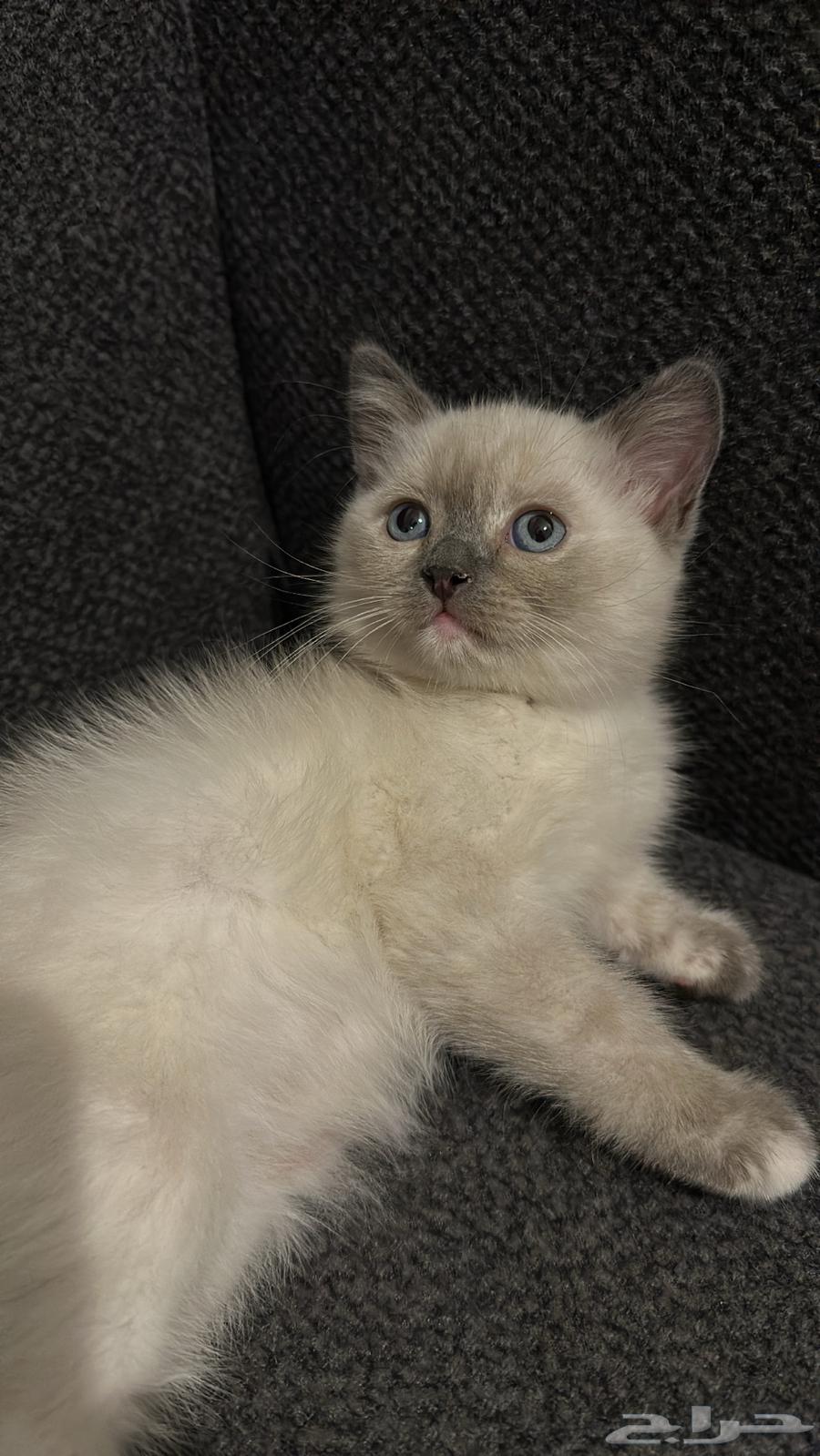 قطه هملايا من ام سكوتش للبيع64397547505025111