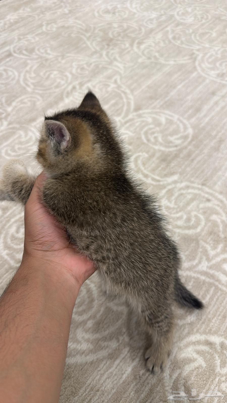 سكوتش للبيع قطط للبيع كيتن للبيع64396449815169114