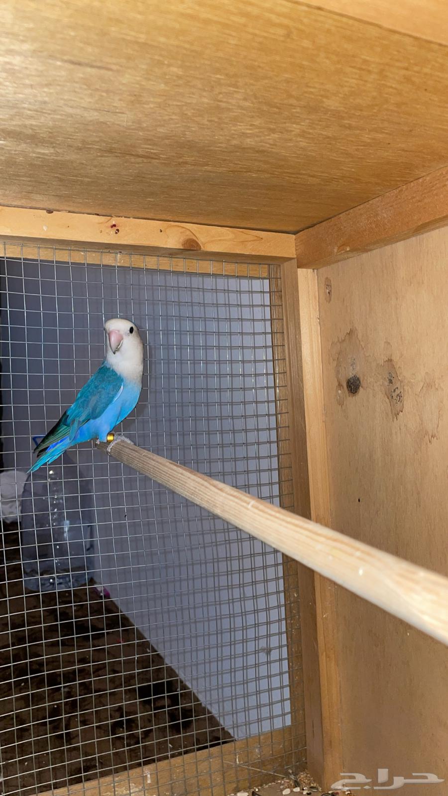 طير روز للبيع64401147095939112