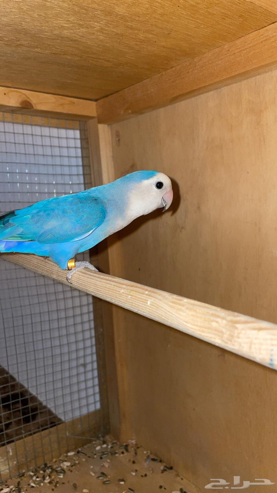 طير روز للبيع64401147095939110