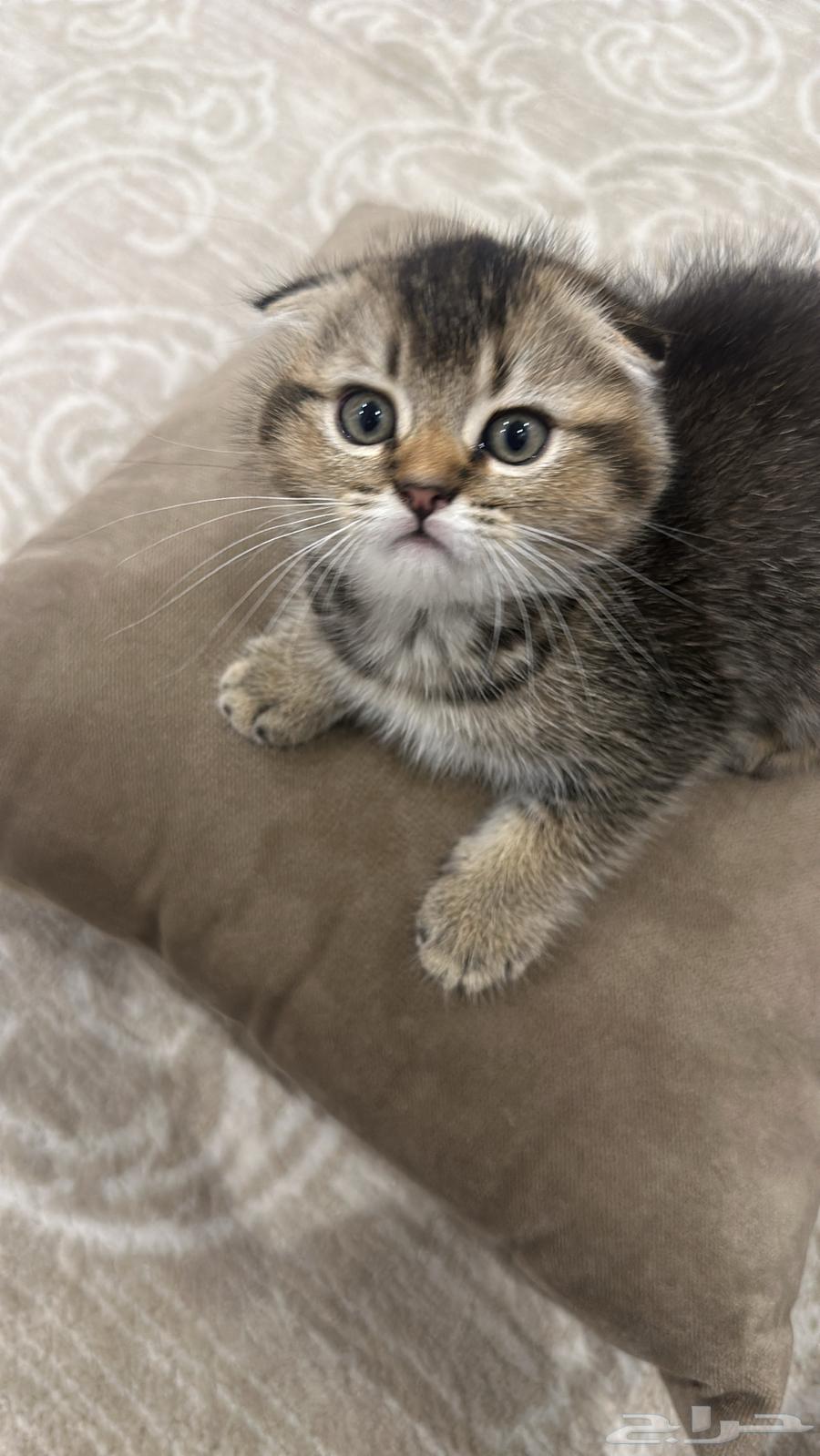 سكوتش للبيع قطط للبيع كيتن للبيع64396449815169111