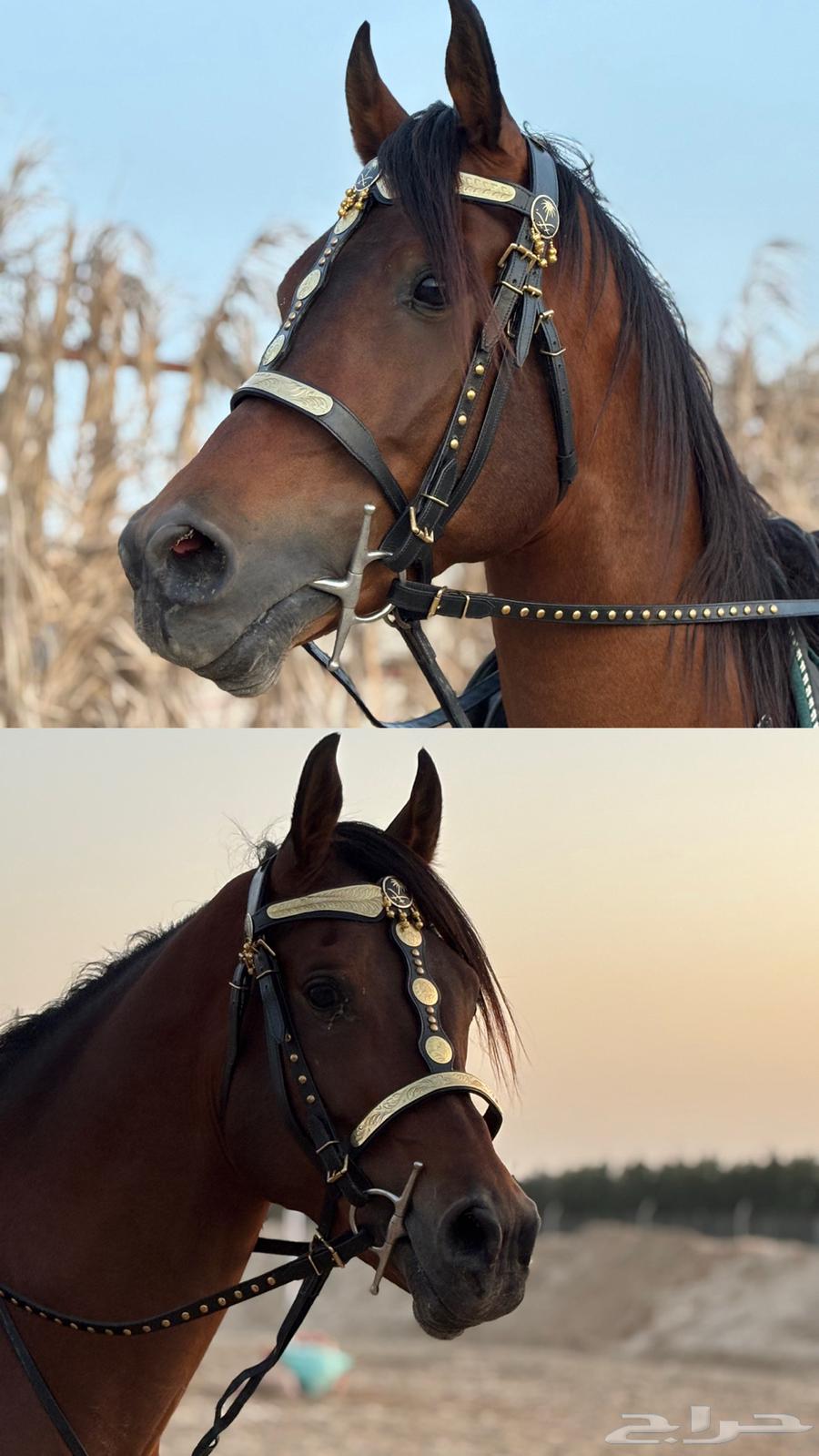 لجام ملكي ب شعار السعودية جودة ممتازه64400786027137110