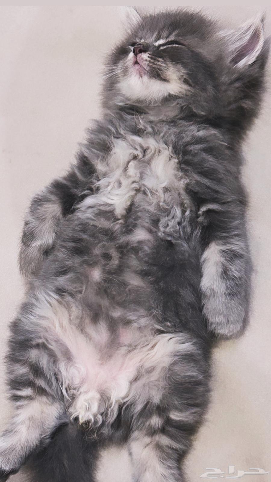 Cats64394053116418112