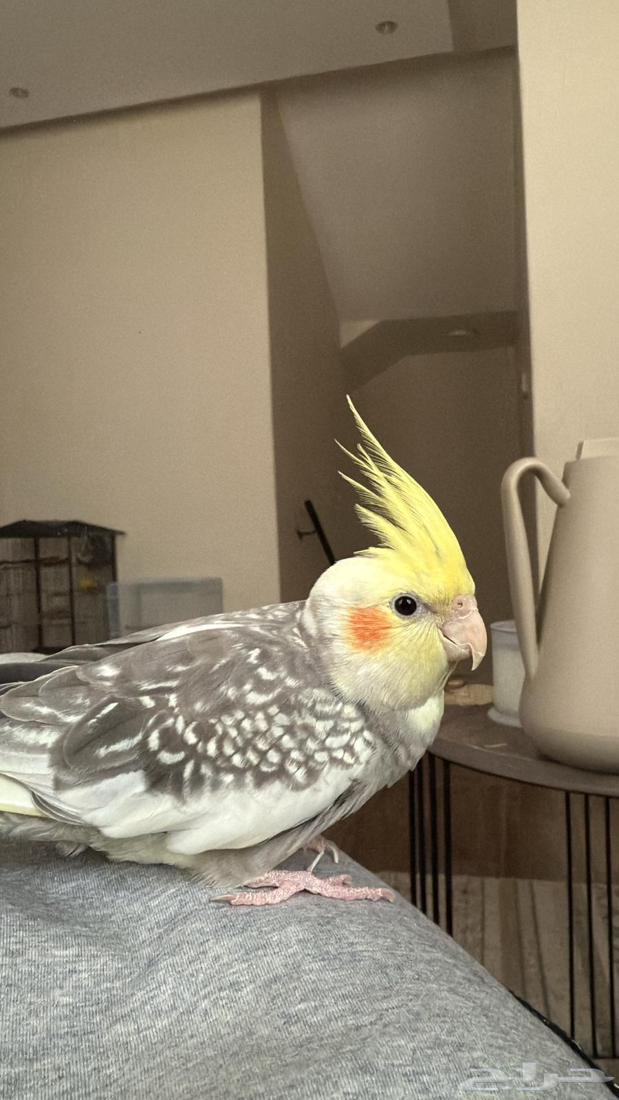 طير كروان او كوكتيل للبيع64395060877314111