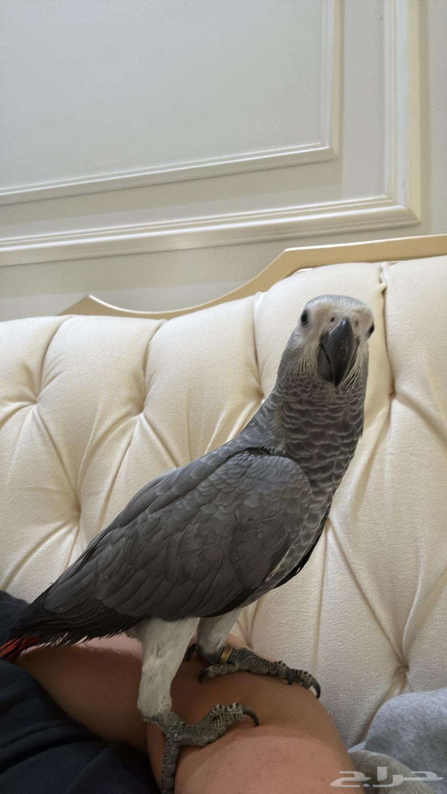 helmet64394317242499111