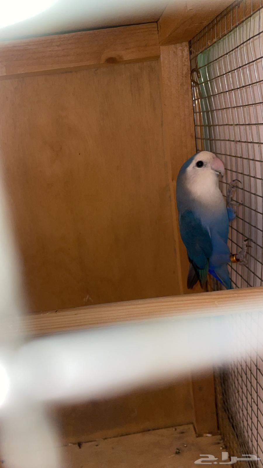 طير روز للبيع64401147095939111