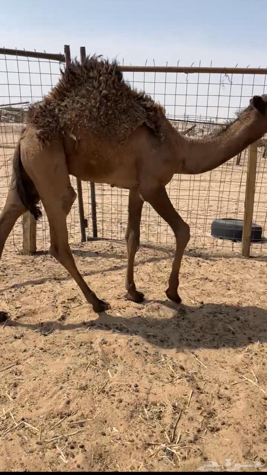 للبيع قعود طايش64397186708483112