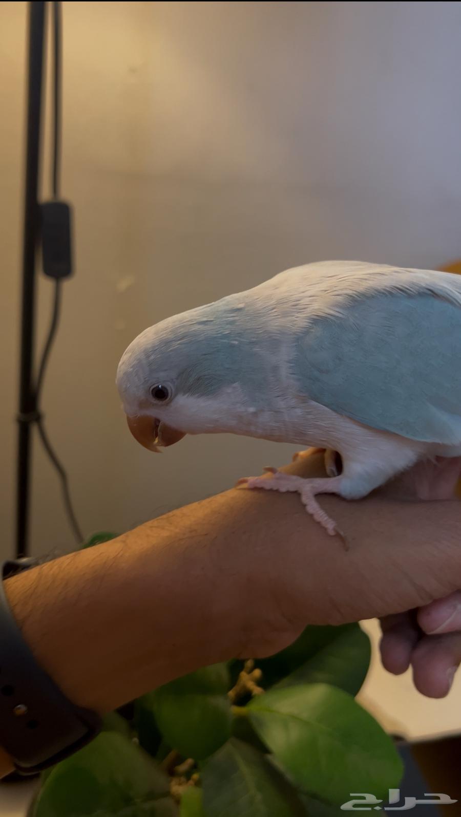 ببغاء كويكر الليف جدا مع اغراضه64399521798274111