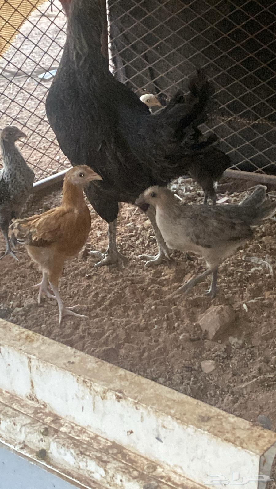 دجاجة وراها 6 فروخ رجانه شرط64396464010883112