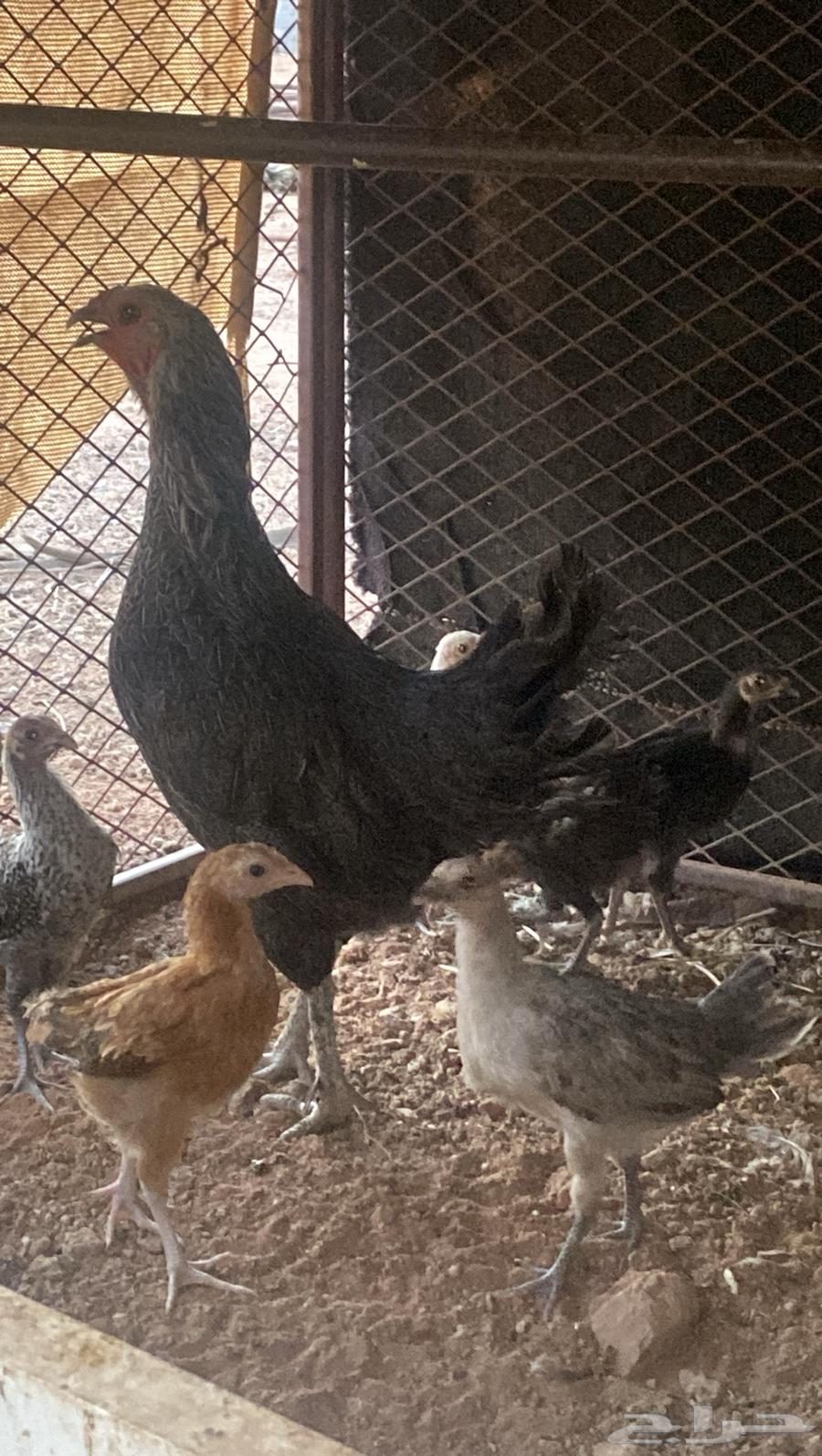 دجاجة وراها 6 فروخ رجانه شرط64396464010883110