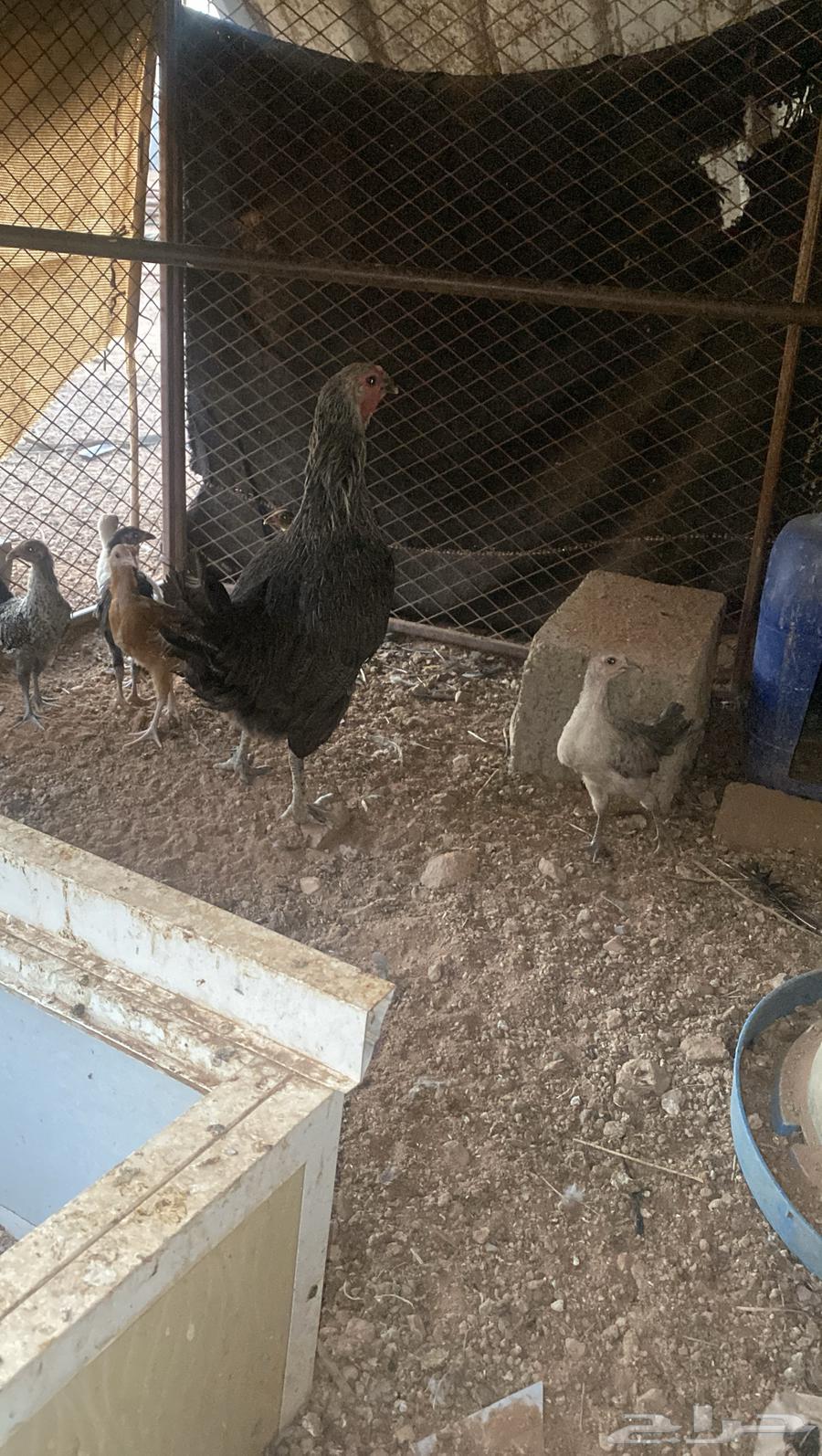 دجاجة وراها 6 فروخ رجانه شرط64396464010883113