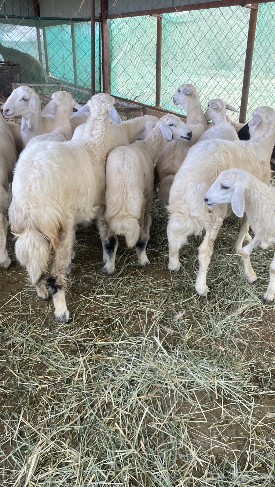 Tulian64400730697090114