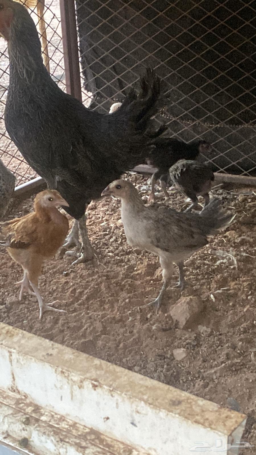 دجاجة وراها 6 فروخ رجانه شرط64396464010883111