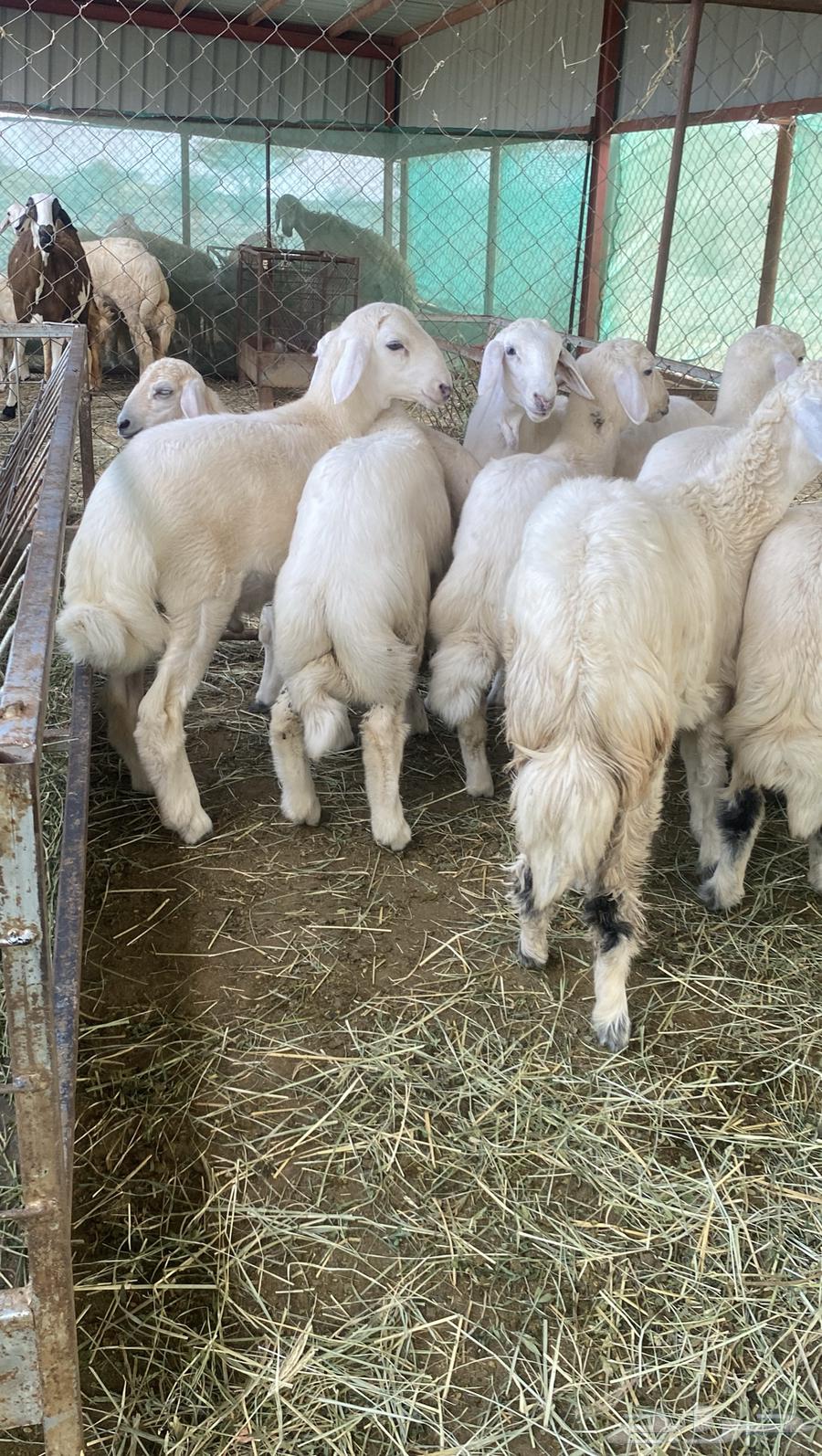 Tulian64400730697090113