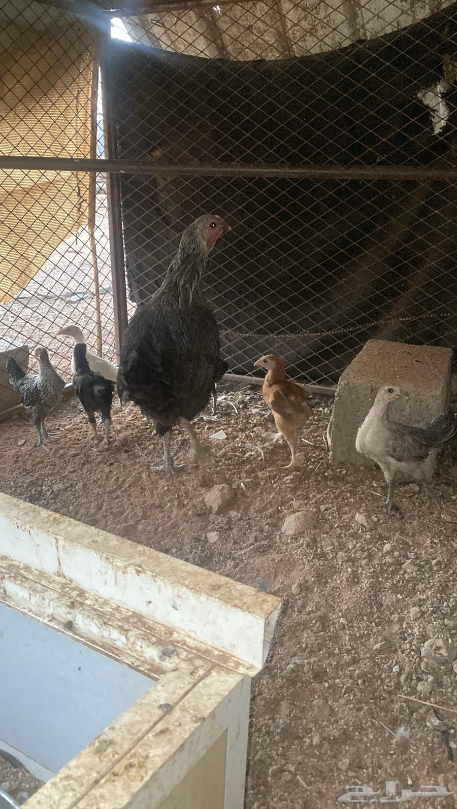 دجاجة وراها 6 فروخ رجانه شرط64396464010883114