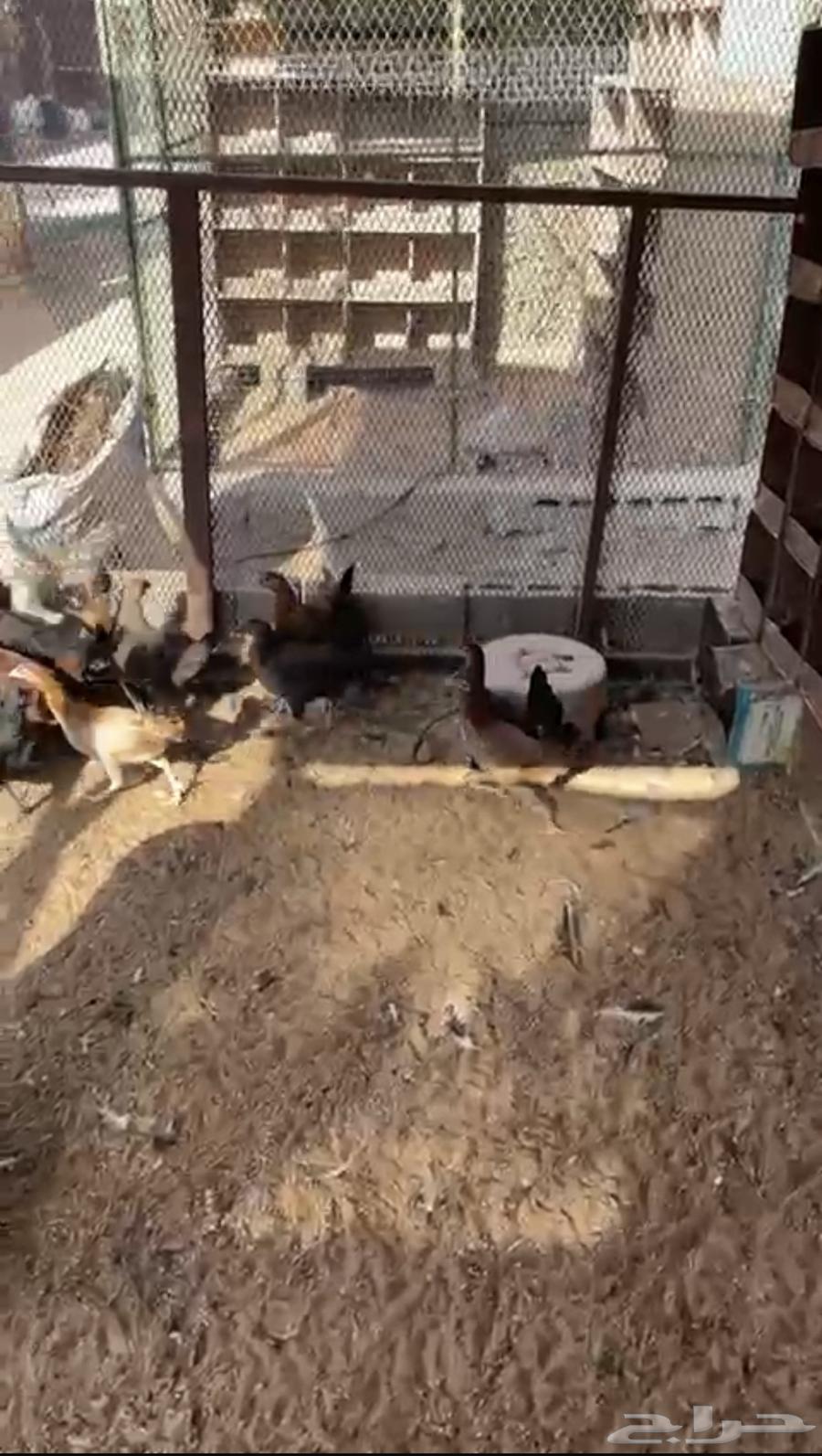 للبيع دجاج بشاير وفراخه دجاج64401271740291111