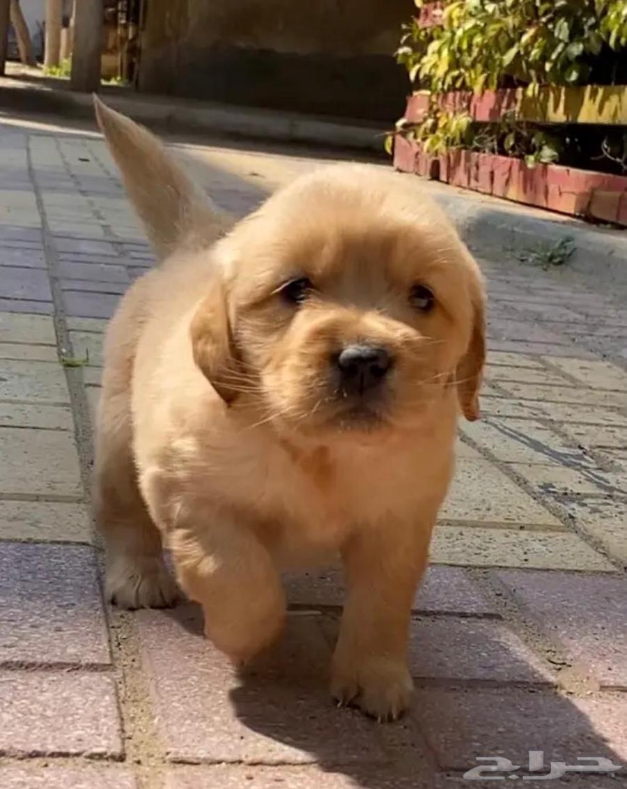 Golden Retriever64398451442946111