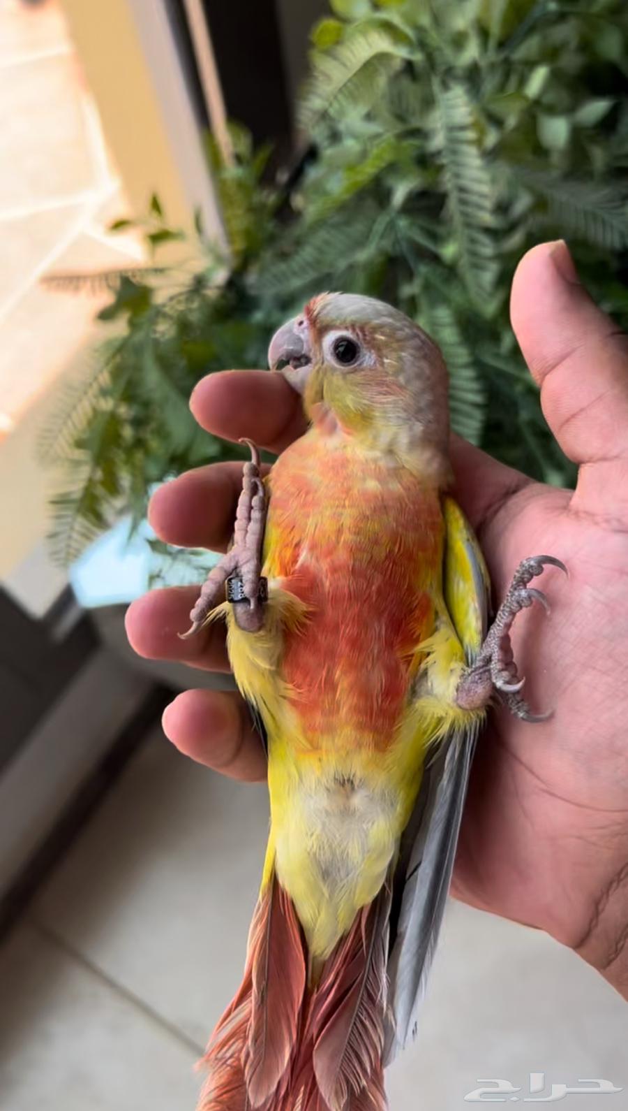 ببغاء كنيور امريكان دايلوت اليف وهدد64399521762818110
