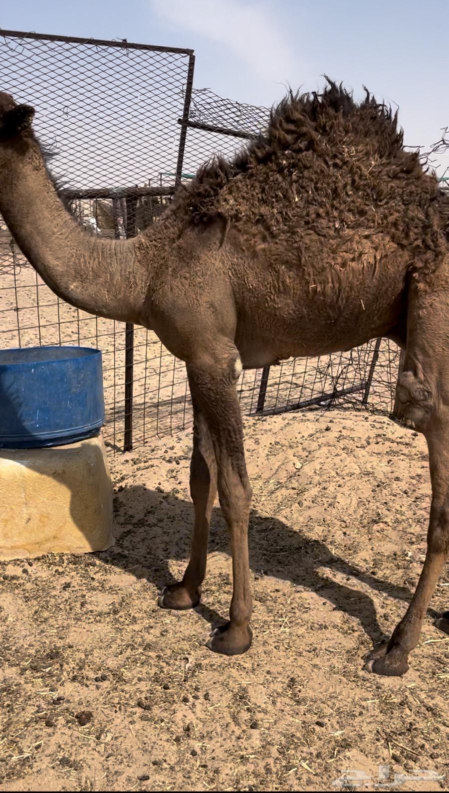 للبيع قعود طايش64397186708483111