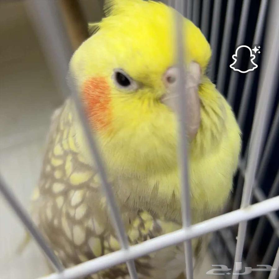 كروان للبيع انثى64397061263233110