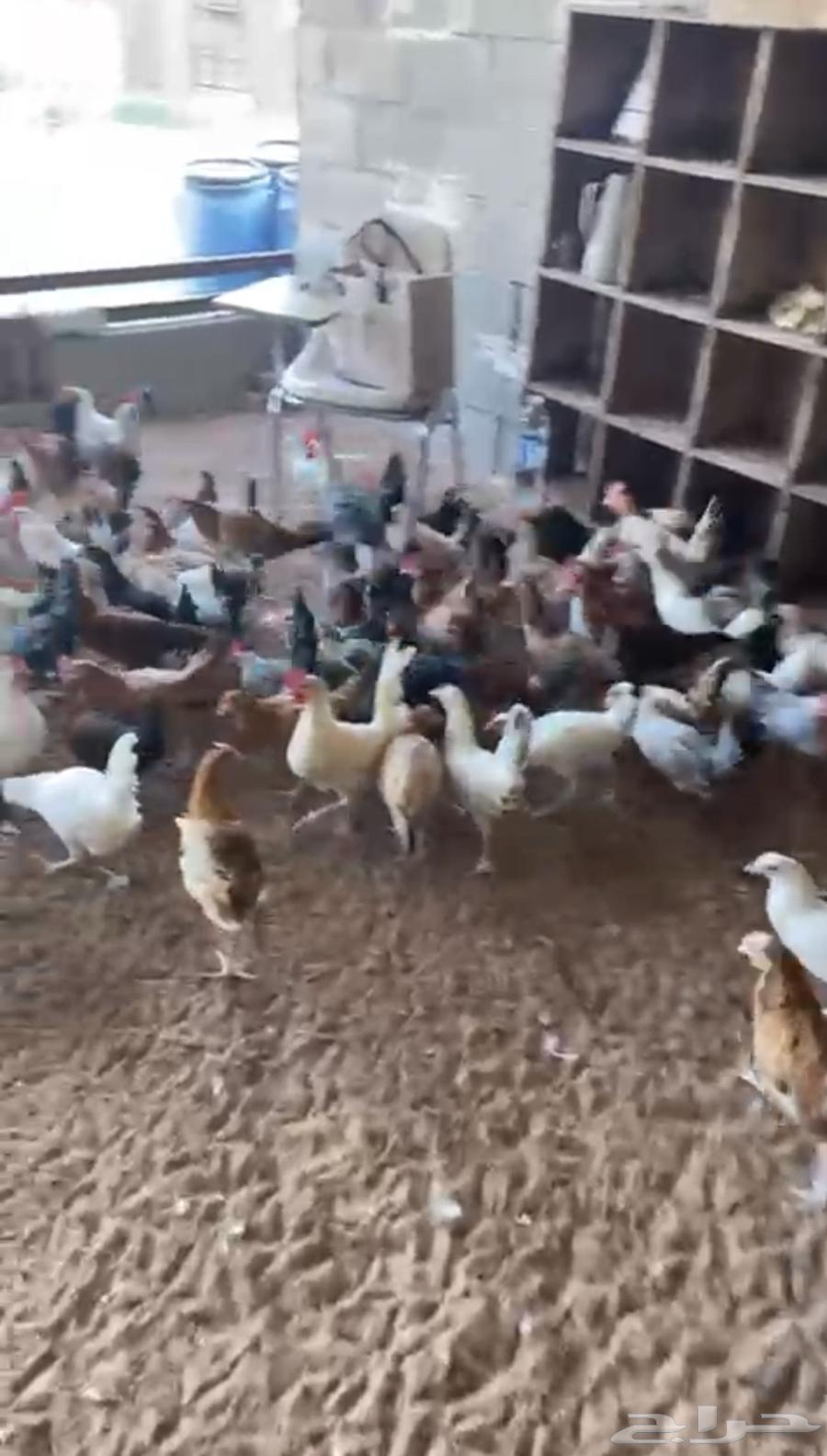 للبيع دجاج بشاير وفراخه دجاج64401271740291113