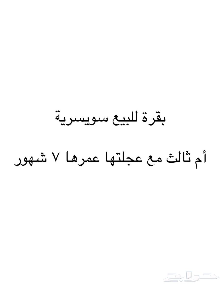 بقره مع عجلتها سويسريه   للبيع عجلتها عمرها 7 شهور64399995563265110